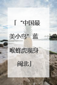 “中国最美小鸟”蓝喉蜂虎现身闽北
