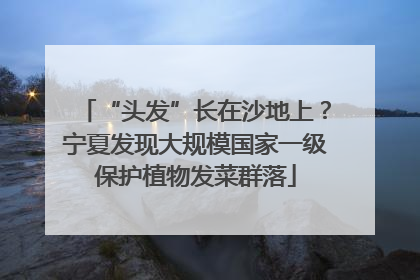 “头发”长在沙地上？宁夏发现大规模国家一级保护植物发菜群落