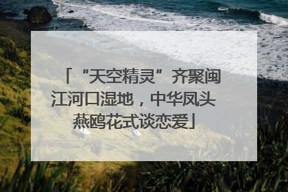 “天空精灵”齐聚闽江河口湿地，中华凤头燕鸥花式谈恋爱