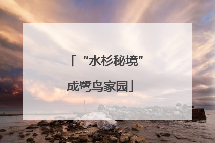 “水杉秘境”成鹭鸟家园