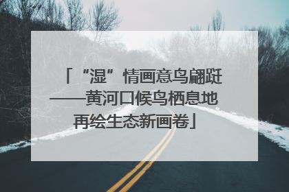 “湿”情画意鸟翩跹——黄河口候鸟栖息地再绘生态新画卷