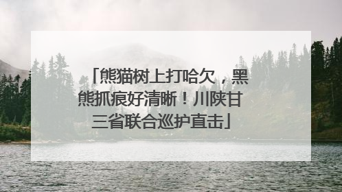 熊猫树上打哈欠，黑熊抓痕好清晰！川陕甘三省联合巡护直击