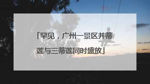罕见，广州一景区并蒂莲与三蒂莲同时盛放