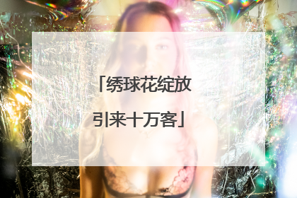 绣球花绽放 引来十万客