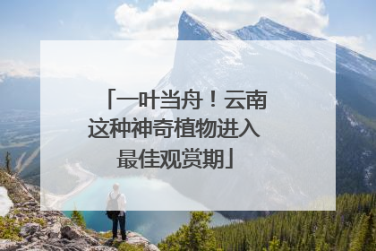 一叶当舟！云南这种神奇植物进入最佳观赏期