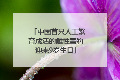 中国首只人工繁育成活的雌性雪豹迎来9岁生日