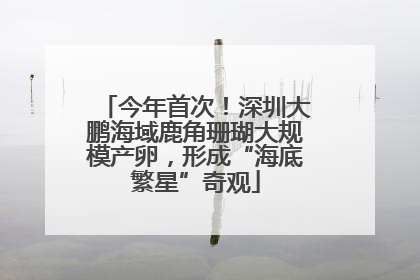 今年首次！深圳大鹏海域鹿角珊瑚大规模产卵，形成“海底繁星”奇观