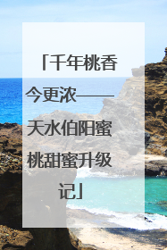 千年桃香今更浓——天水伯阳蜜桃甜蜜升级记