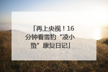 再上央视！16分钟看雪豹“凌小蛰”康复日记