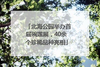 北海公园举办首届碗莲展，40余个珍稀品种亮相