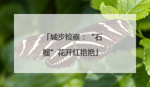 城步检察：“石榴”花开红艳艳
