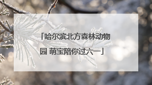 哈尔滨北方森林动物园 萌宝陪你过六一