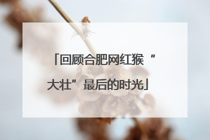 回顾合肥网红猴“大壮”最后的时光