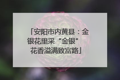 安阳市内黄县：金银花里采“金银” 花香溢满致富路