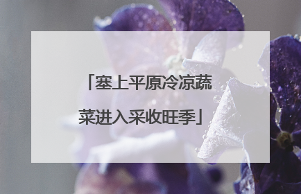 塞上平原冷凉蔬菜进入采收旺季