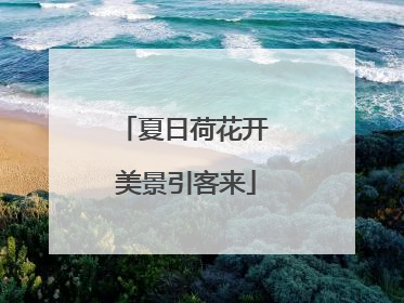 夏日荷花开 美景引客来