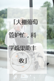 大棚葡萄管护忙，科学疏果助丰收