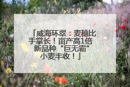威海环翠：麦穗比手掌长！亩产高1倍 新品种“巨无霸”小麦丰收！