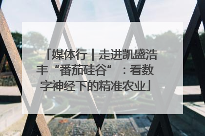 媒体行｜走进凯盛浩丰“番茄硅谷”：看数字神经下的精准农业