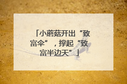 小蘑菇开出“致富伞”，撑起“致富半边天”