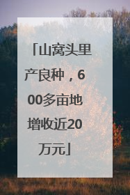 山窝头里产良种，600多亩地增收近20万元
