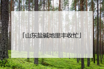 山东盐碱地里丰收忙