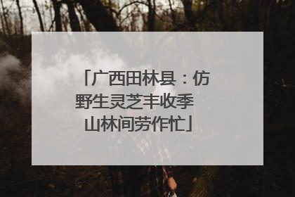 广西田林县：仿野生灵芝丰收季 山林间劳作忙