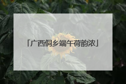 广西侗乡端午荷韵浓