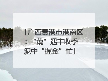 广西贵港市港南区：“藕”遇丰收季 泥中“掘金”忙