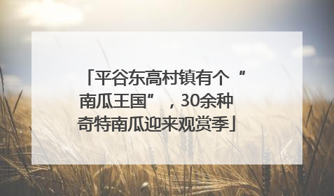 平谷东高村镇有个“南瓜王国”，30余种奇特南瓜迎来观赏季