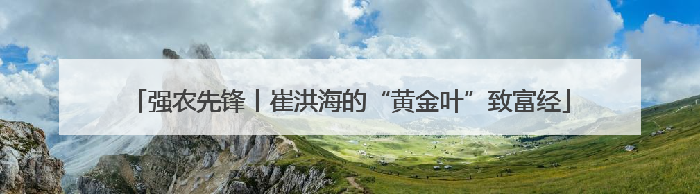 强农先锋丨崔洪海的“黄金叶”致富经