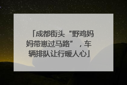 成都街头“野鸡妈妈带崽过马路”，车辆排队让行暖人心