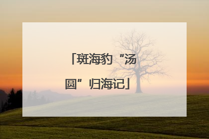 斑海豹“汤圆”归海记