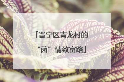 晋宁区青龙村的“菌”情致富路