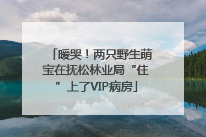 暖哭！两只野生萌宝在抚松林业局“住”上了VIP病房