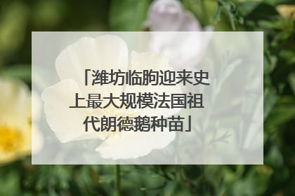 潍坊临朐迎来史上最大规模法国祖代朗德鹅种苗