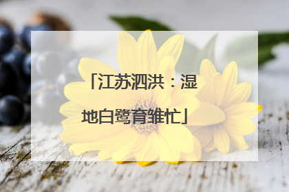 江苏泗洪：湿地白鹭育雏忙