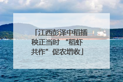 江西彭泽中稻插秧正当时 “稻虾共作”促农增收