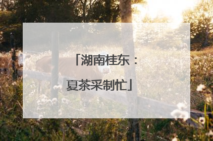 湖南桂东：夏茶采制忙