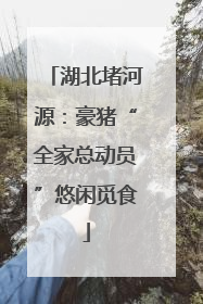 湖北堵河源：豪猪“全家总动员”悠闲觅食