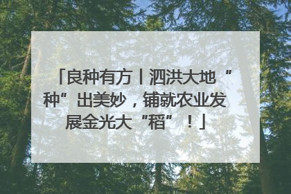 良种有方丨泗洪大地“种”出美妙，铺就农业发展金光大“稻”！