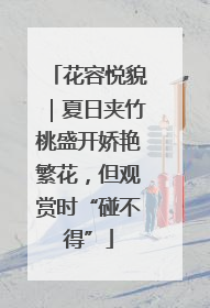 花容悦貌｜夏日夹竹桃盛开娇艳繁花，但观赏时“碰不得”