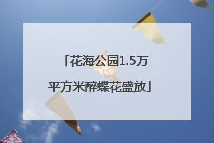 花海公园1.5万平方米醉蝶花盛放