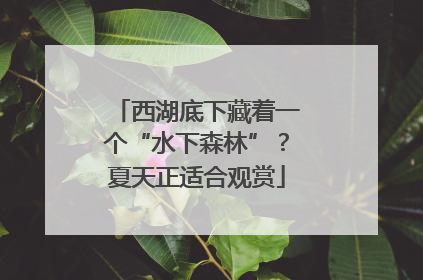 西湖底下藏着一个“水下森林”？夏天正适合观赏