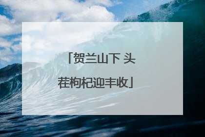 贺兰山下 头茬枸杞迎丰收
