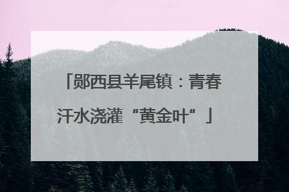 郧西县羊尾镇：青春汗水浇灌“黄金叶”
