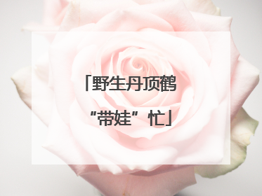 野生丹顶鹤“带娃”忙