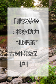雅安荥经：检察助力“枇杷茶”古树挂牌保护