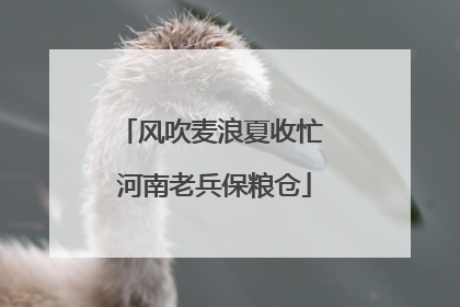 风吹麦浪夏收忙 河南老兵保粮仓