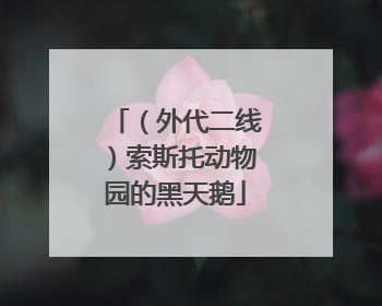 （外代二线）索斯托动物园的黑天鹅